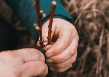 Fruit Tree Grafting Workshop OGB