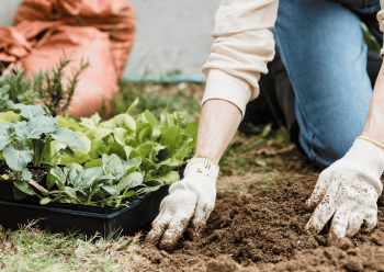 Permaculture Garden Design Workshop OGB