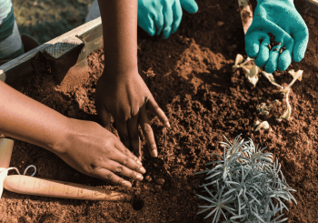 Succession Planting Workshop