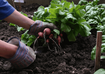 Vegetable Gardening 1